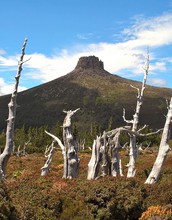 Trees below Mount Pelion East, Tasmania, an area where forests have been replaced by shrubs.